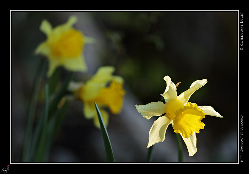 Photo : Jonquilles entre ombre et soleil 
