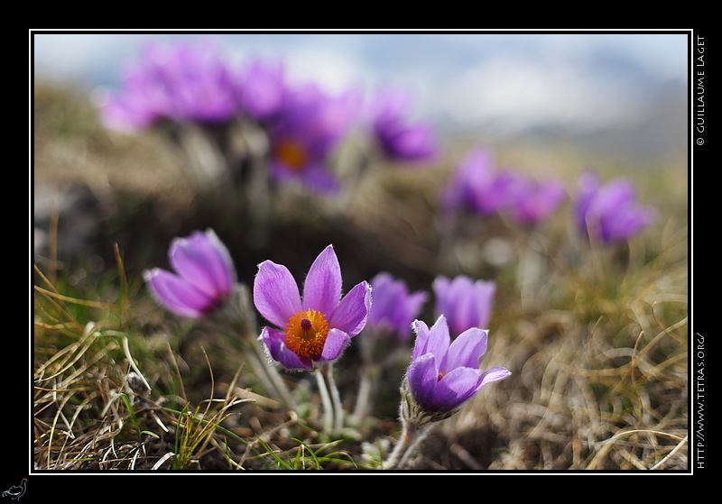 Photo : Pulsatiles du Gapenais 
