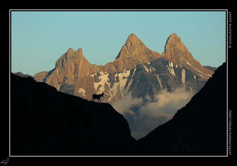 Photo : Bouquetin devant les aiguilles d'Arves 
