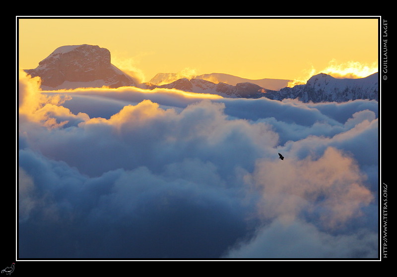 Photo : Un vautour fauve devant le Rocher Rond, vus depuis le sommet du Glandasse 
