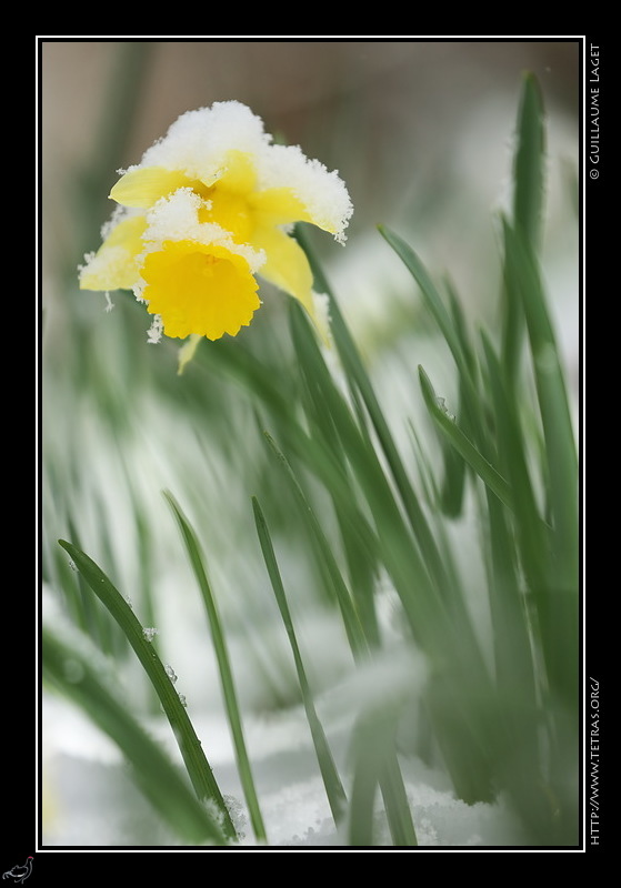 Photo : Jonquille sous la neige, Chartreuse 
