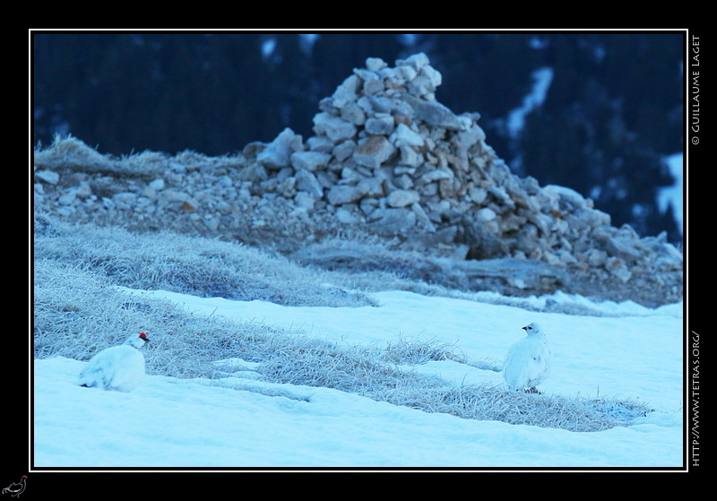 Photo : Parade de lagopdes sur les crtes du Vercors 
