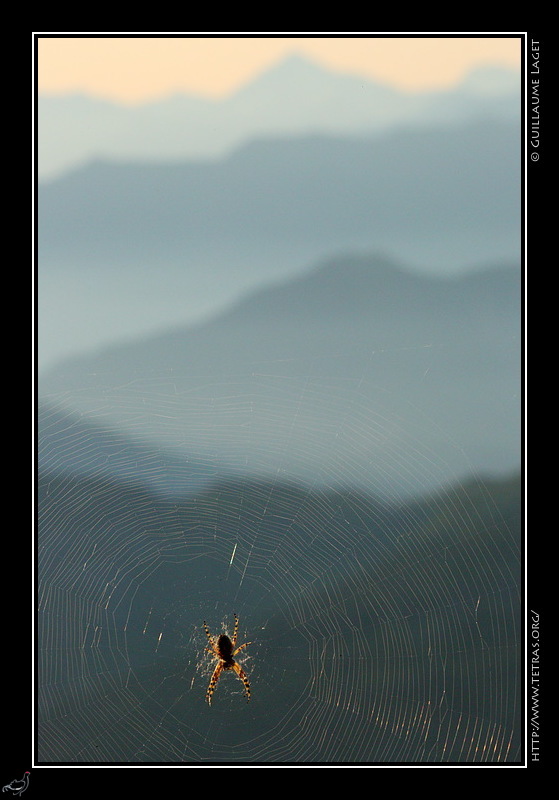 Photo : Araigne dans un pierrier, Belledonne 
