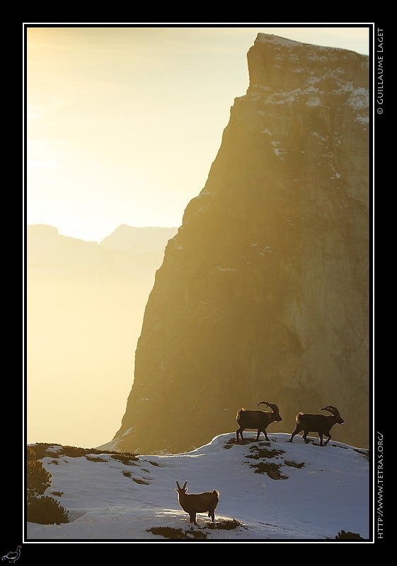 Photo : Bouquetinbs face au Mont Aiguille, Vercors 
