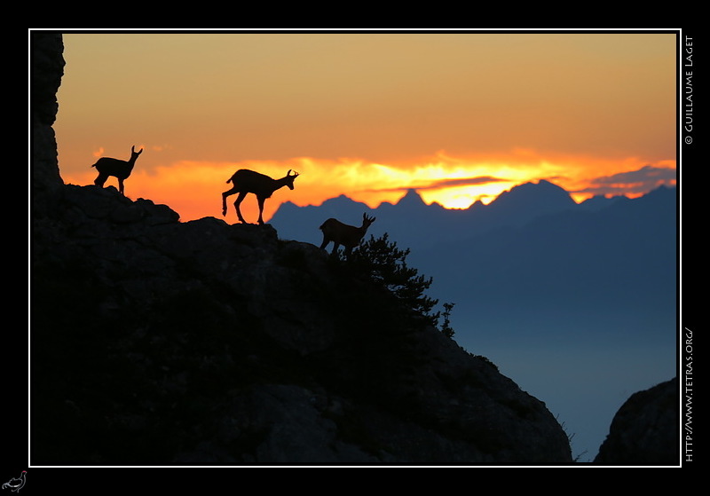 Photo : Chamois sur les pentes du col Vert, Vercors 
