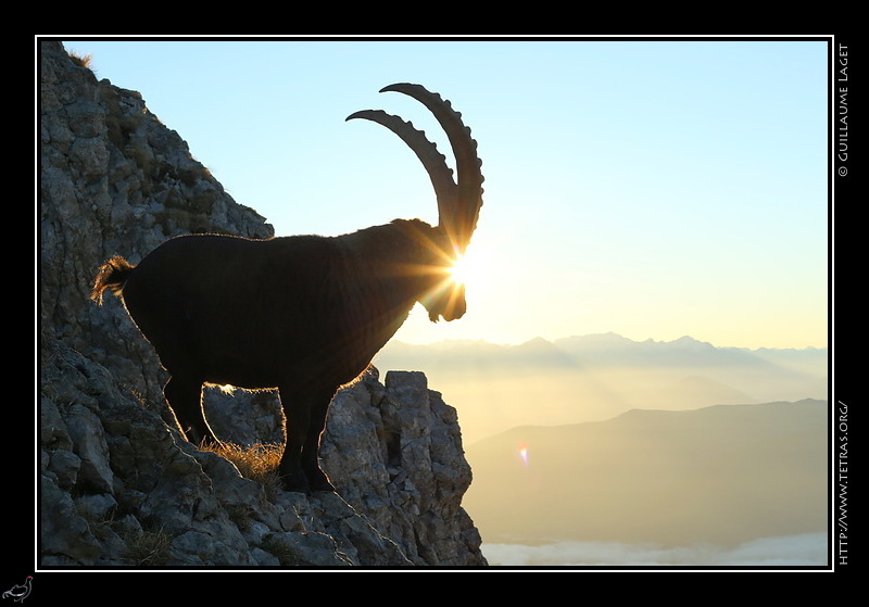 Photo : Bouquetin vers Soeur Sophie, Vercors 
