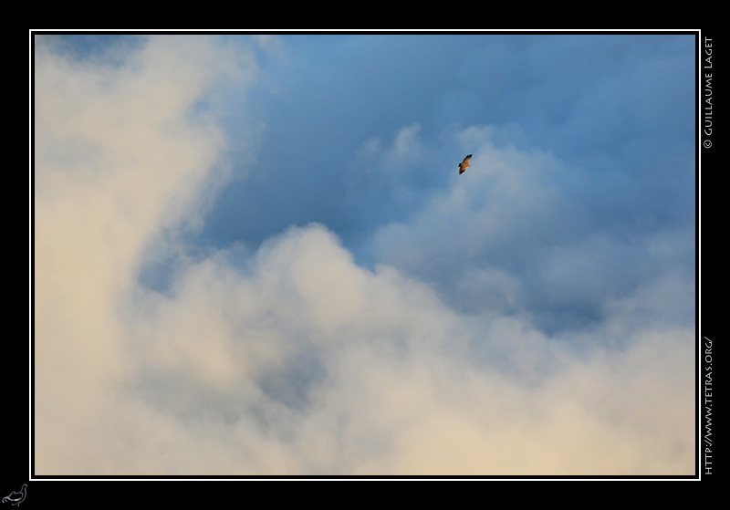 Photo : Vautour Fauve, Gapenais 
