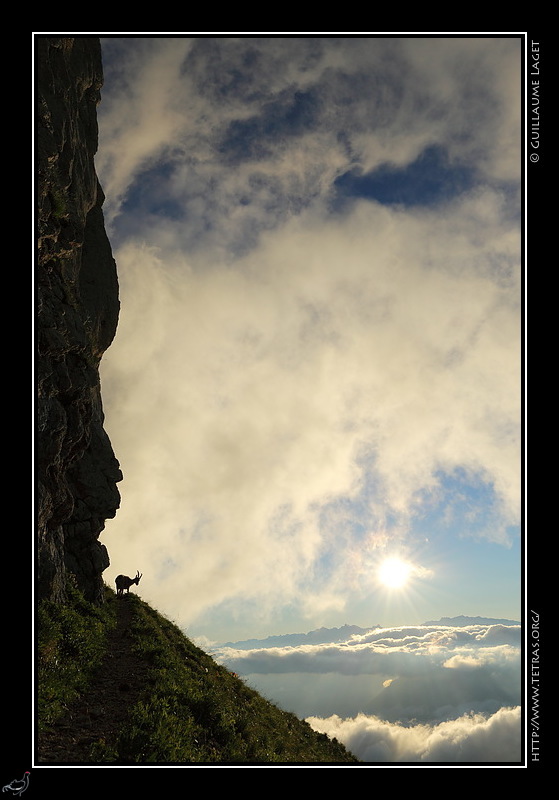 Photo : Bouquetin sur une vire du Vercors 
