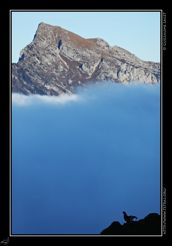 Photo : Ttras-lyre sur une branche, Chartreuse 
