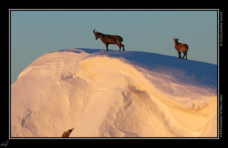 Photo : Bouquetins au sommet du Grand Veymont, Vercors 
