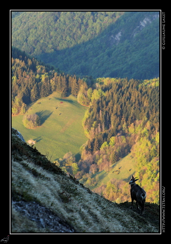 Photo : Chamois sous la Dent de Crolles et prairies du Baure, Chartreuse 
