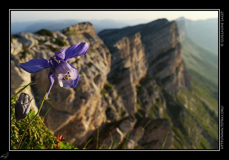 Photo : Ancolie des Alpes et crtes du Vercors oriental 
