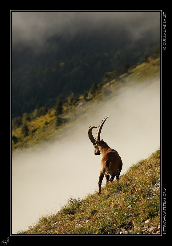 Photo : Bouquetin, Vercors 
