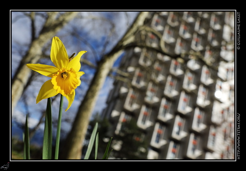 Photo : Jonquille sous la Tour Mont-Blanc, Grenoble 
