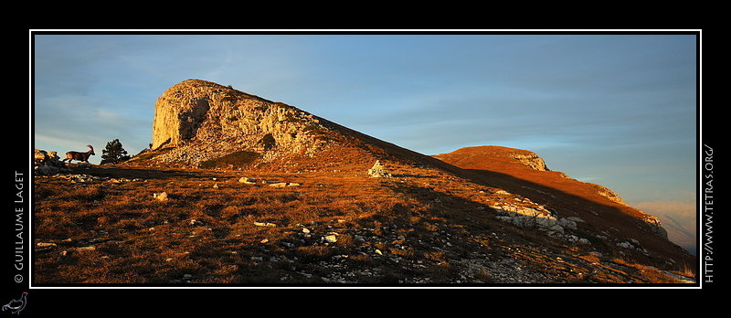 Photo : Bouquetin au sommet du Mont Aiguille 
