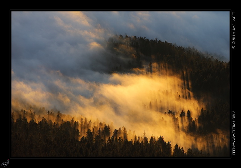 Photo : Brumes sur la fort de Chartreuse 
