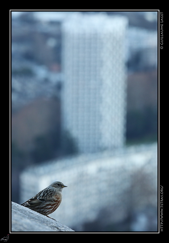 Photo : L'Oiseau et la Tour 
