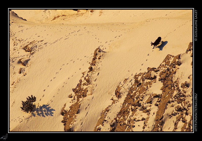 Photo : Chamois sous Chamechaude, Chartreuse 
