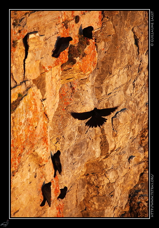 Photo : Chocards sous les falaises de la Tte Chevalire 
