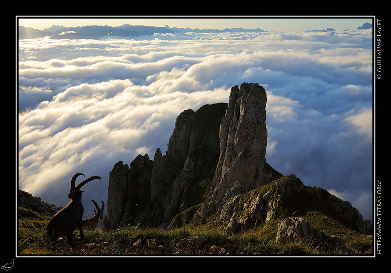 Photo : Vercors : bouquetins au couloir des Sultanes 
