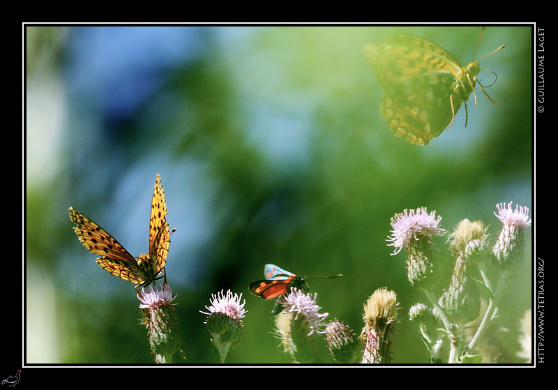 Photo : Atterrissage en cours 
