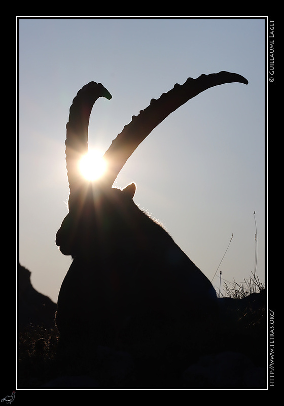 Photo : Bouquetin au soleil 
