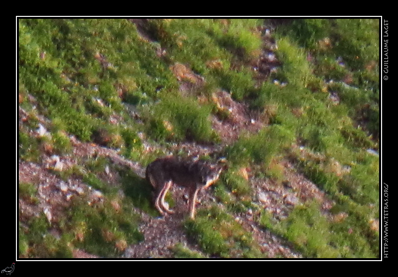 Photo : Loup, Vercors 
