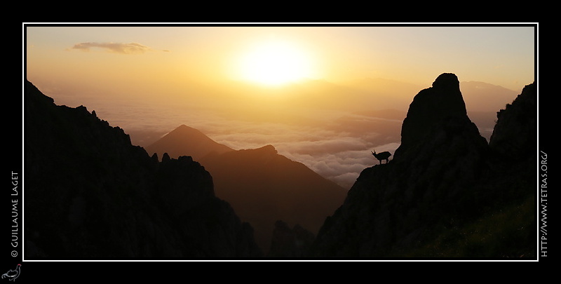 Photo : Bouquetin du Vercors, lever de soleil 
