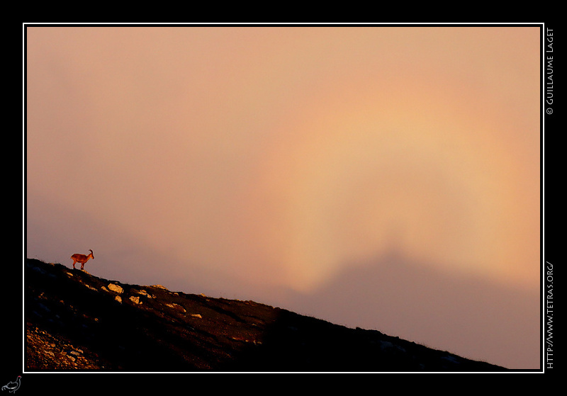 Photo : Bouquetin et spectre de Brocken 
