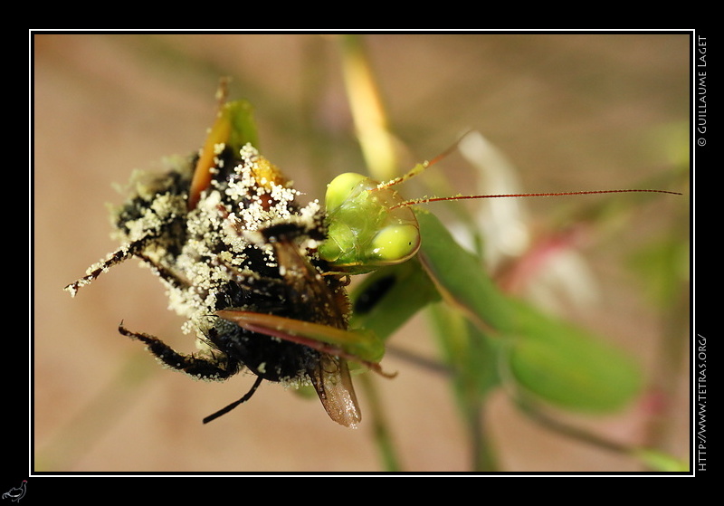 Photo : Mante religieuse dgustant une abeille ou bourdon couvert de pollen 

