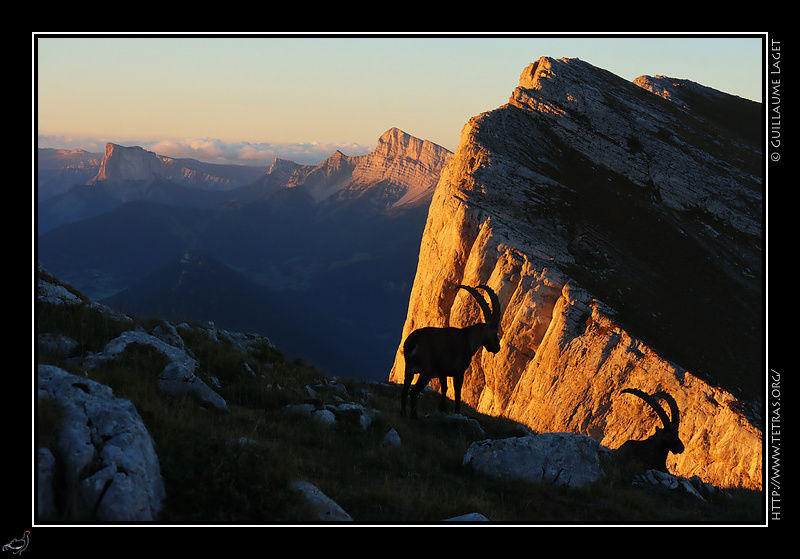 Photo : Bouquetins sur les crtes du Vercors, devant soeur Agathe, le Grand Veymont et le Mont Aiguille 
