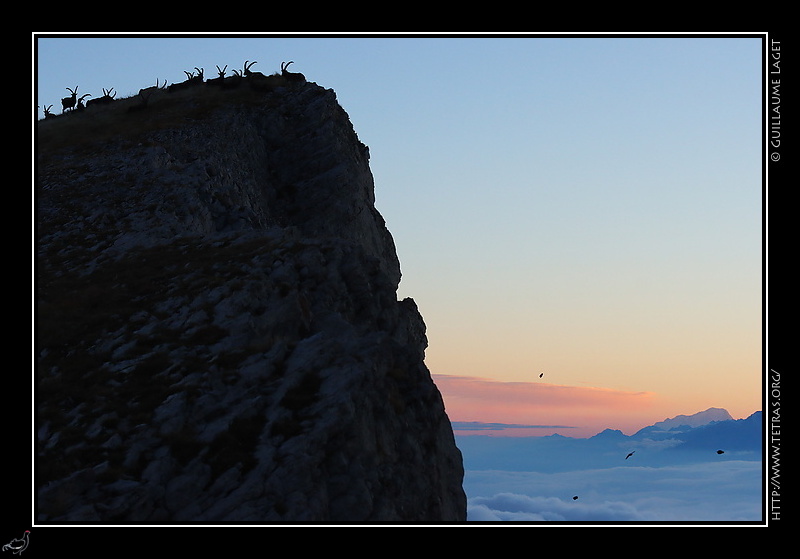 Photo : Bouquetins sur les crtes du Grand Veymont, et Mont Blanc 
