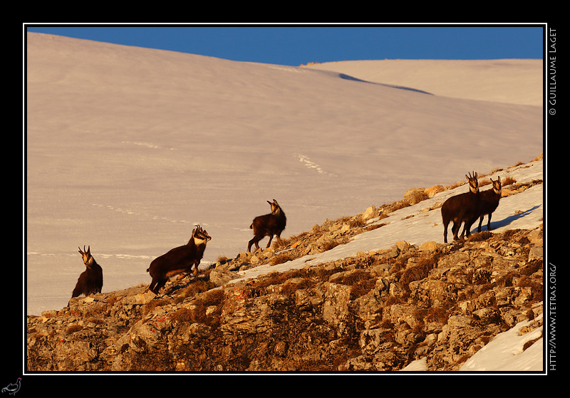 Photo : Sur la crte d'Oriol, Dvoluy : plus de chamois que de bipdes au lever de soleil ! 
