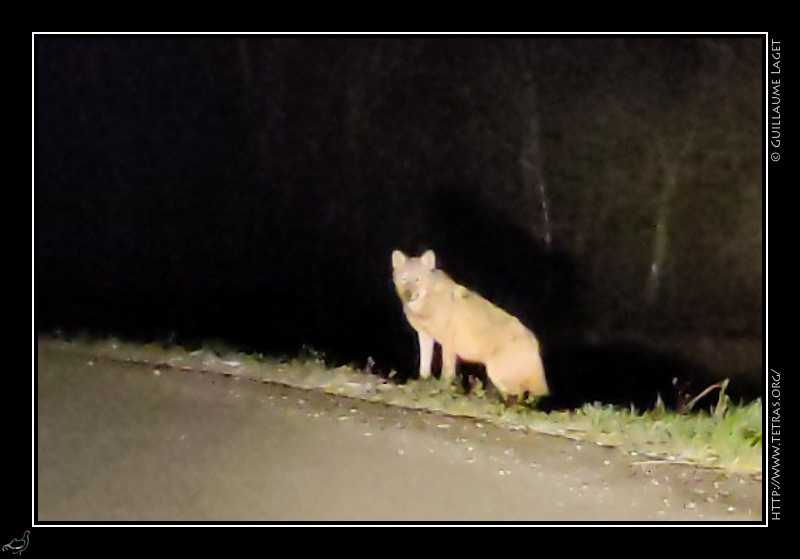 Photo : Loup ? Chacal dor ? Rencontre nocturne en bord de route... 
