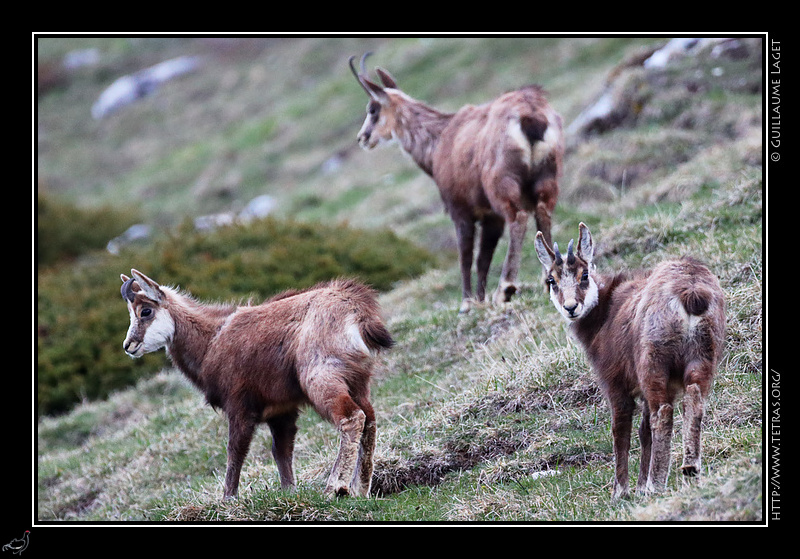 Photo : Chamois 
