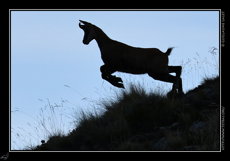 Photo : Belledonne : la course du chamois 
