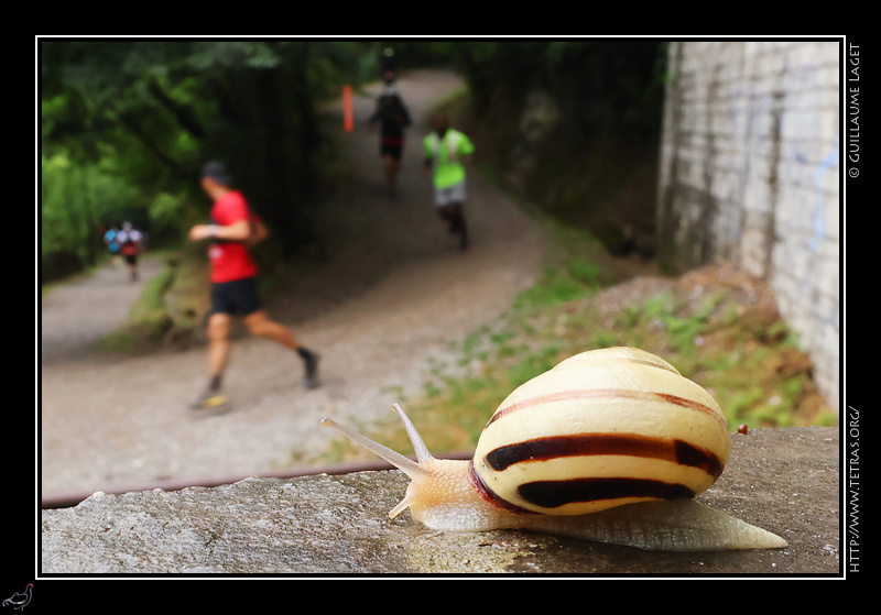 Photo : Escargots et coureurs  la Bastille de Grenoble 
