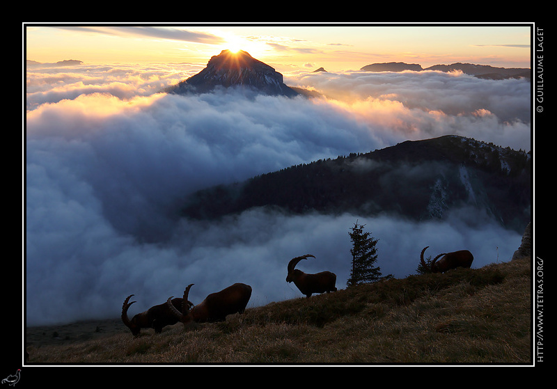 Photo : Bouquetins et Chamechaude 
