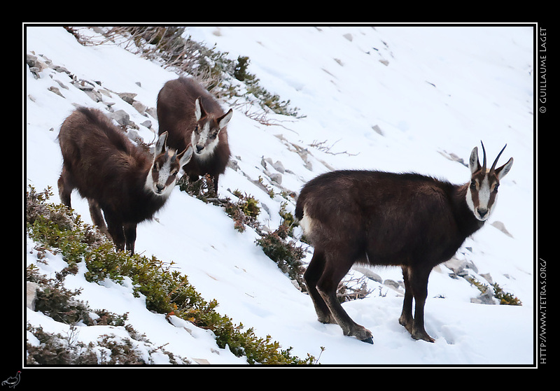 Photo : Chamois 
