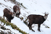 Chamois