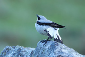 Traquet motteux en plumage nuptial