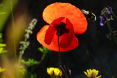 Coquelicot et butineuse