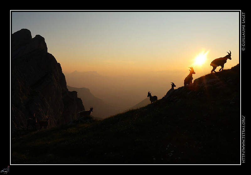 Photo : Bouquetins sur les crtes du Vercors 
