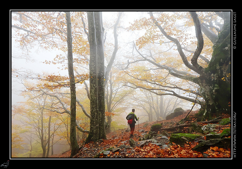 Photo : For�t de h�tres, C�vennes 
