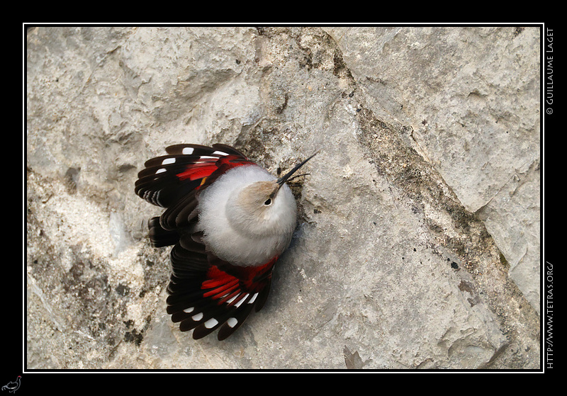 Photo : Tichodrome �chelette 
