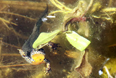 Triton alpestre
