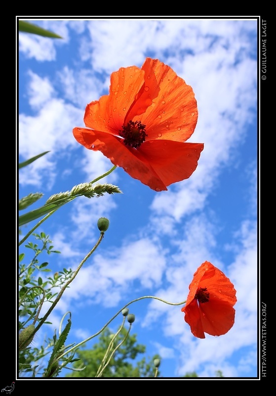 Photo : Coquelicots 
