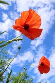 Coquelicots