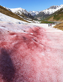 Sang des glaciers - neige color�e de rouge par des algues