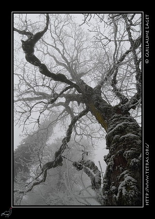 - G.Laget - http://www.tetras.org